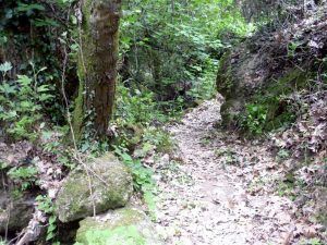 arboles en kidoni