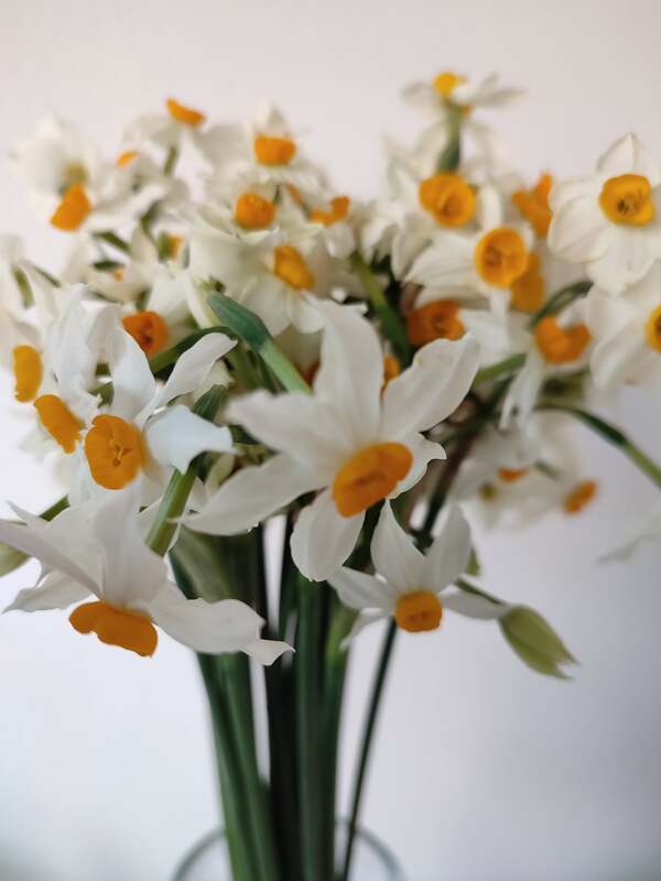 Narcisos